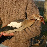 Egyptian Goose